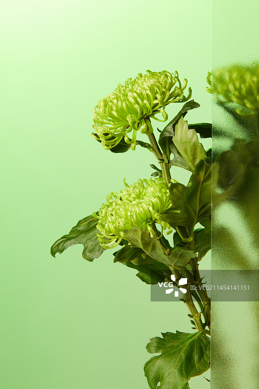 绿色菊花图片素材