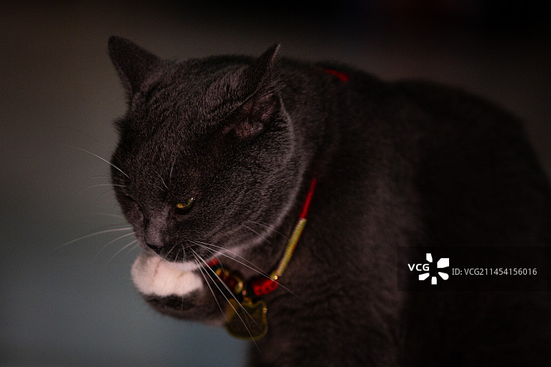 夜拍英短猫图片素材