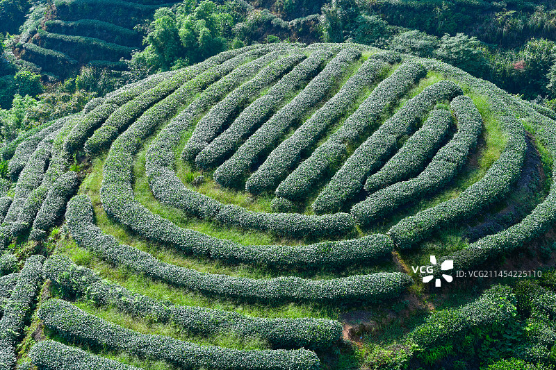 雅安大地指纹茶山图片素材