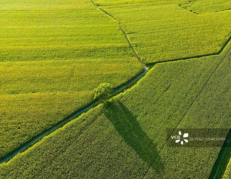 东北秋天成熟的玉米地鸟瞰图片素材