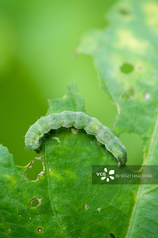 蔬菜上的害虫菜青虫图片素材