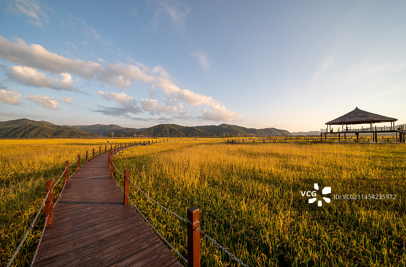 秋日里的稻田图片素材