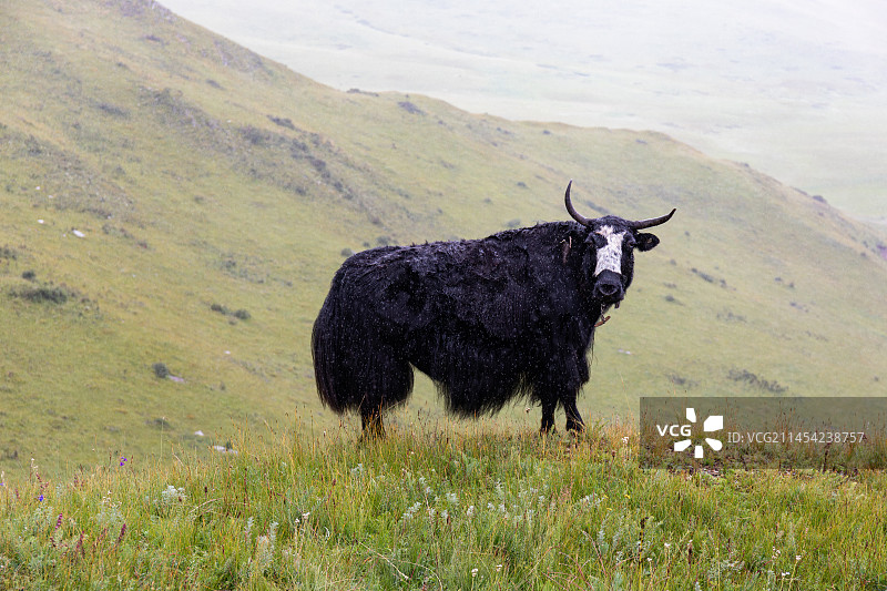 四川阿坝漫泽塘湿地保护区绿色草原山坡上的一只牦牛特写图片素材