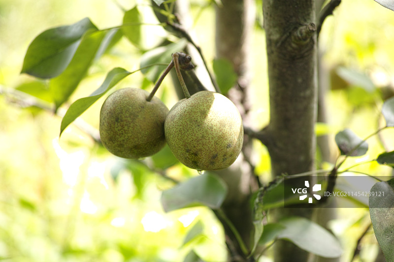 梨图片素材