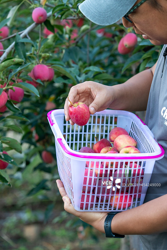 丰收的果园图片素材