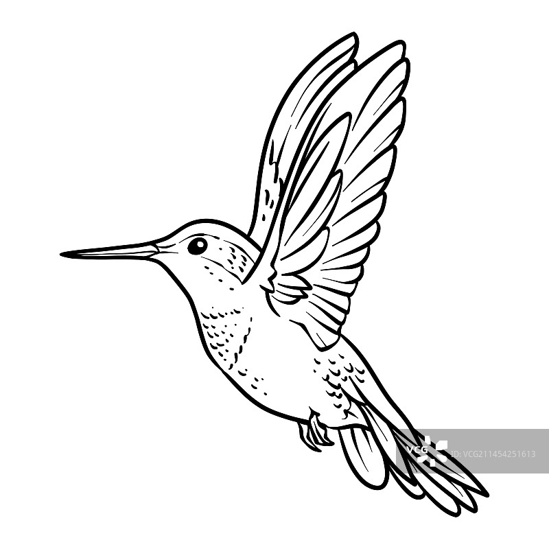 手绘蜂鸟轮廓图片素材
