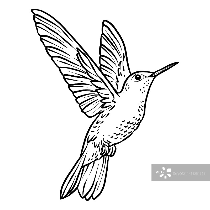 手绘蜂鸟轮廓图片素材