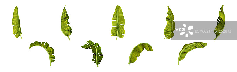 绿色香蕉叶和装饰性热带植物图片素材