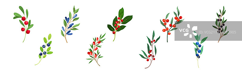 带有香甜多汁成熟浆果的树枝图片素材