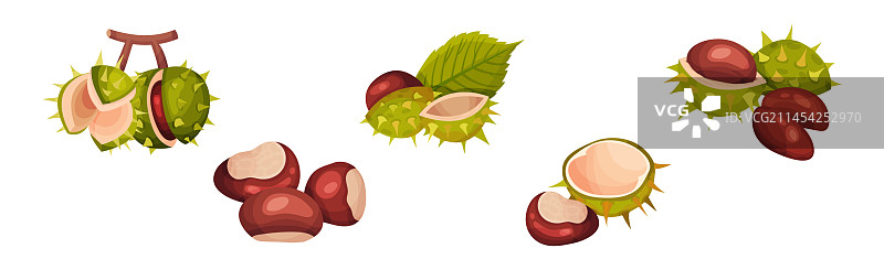 带绿色外壳和棕色果实的栗子图片素材