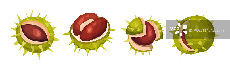 带绿色外壳和棕色果实的栗子图片素材