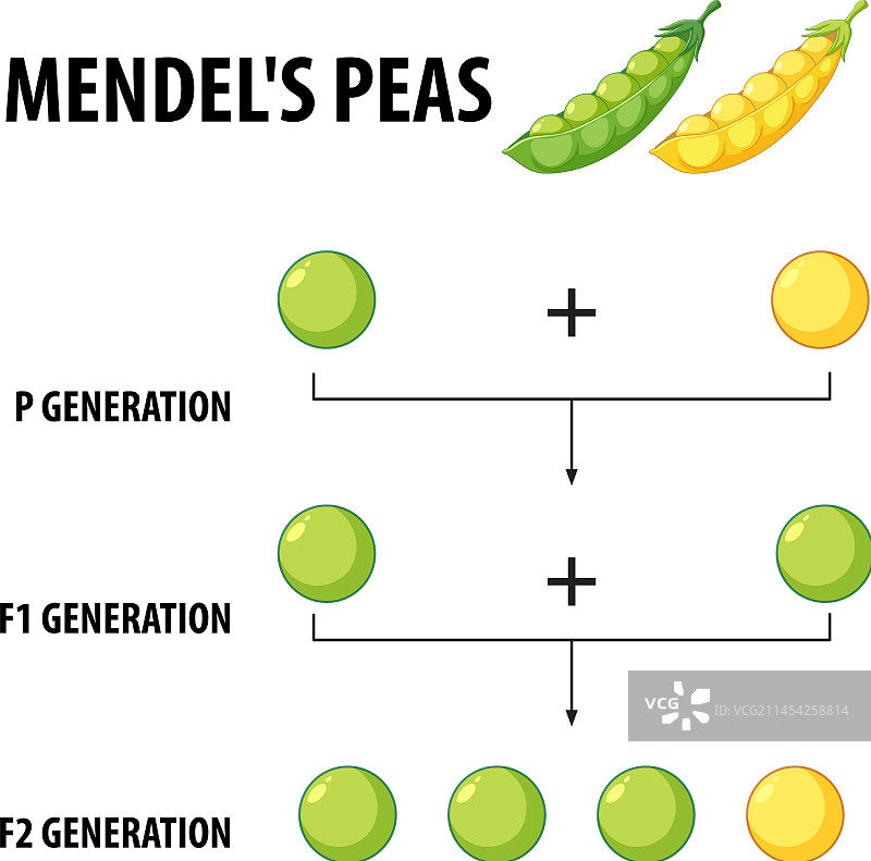 格雷戈尔·孟德尔的豌豆植物实验卡通图片素材