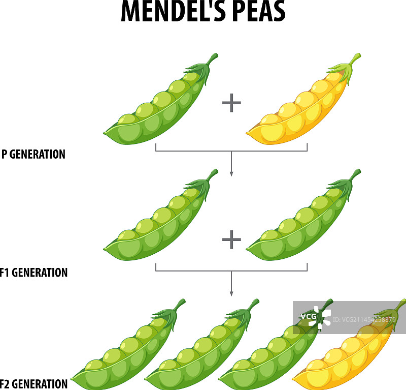 格雷戈尔·孟德尔的豌豆植物实验卡通图片素材