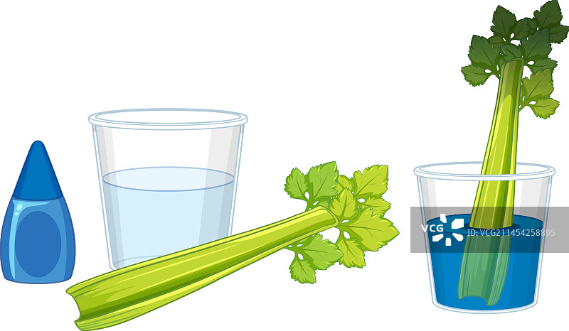 通过科学改变颜色的芹菜实验图片素材