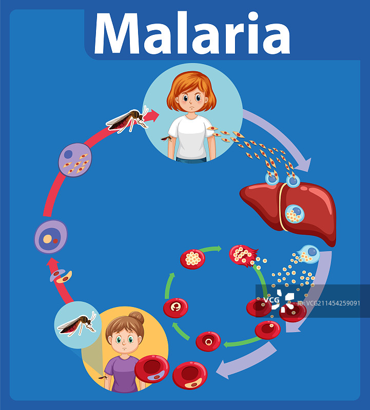 疟疾寄生虫的生活周期图解图片素材