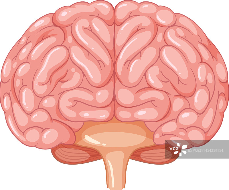 卡通人脑解剖图图片素材