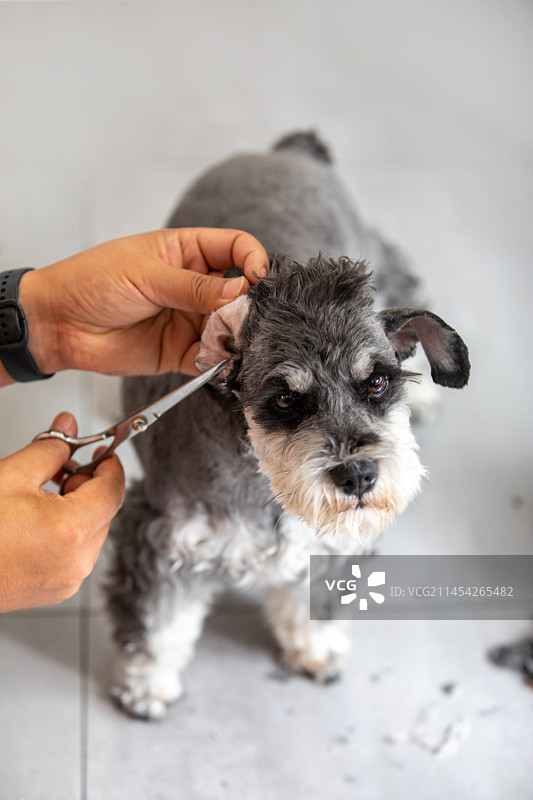 宠物狗美容图片素材