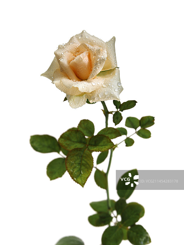 鲜花香槟玫瑰的白底图图片素材