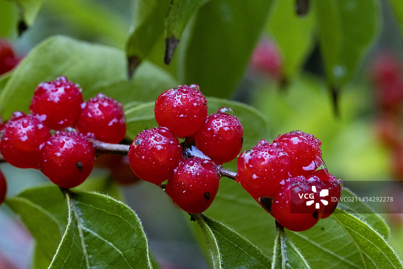 金银忍冬图片素材