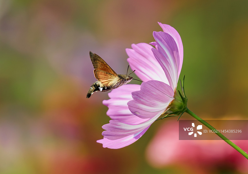 蜂鸟鹰蛾图片素材