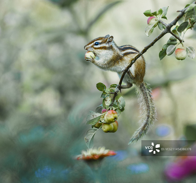 花栗鼠图片素材