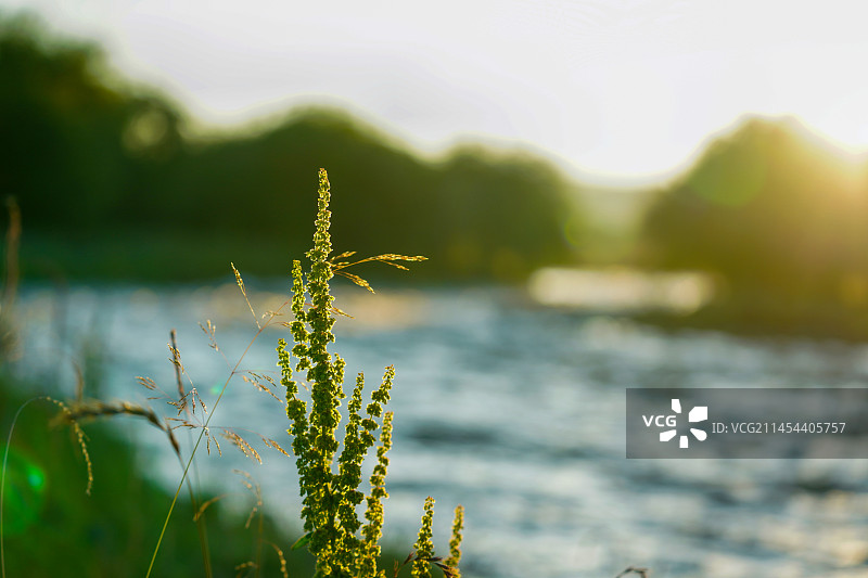 甘南藏族自治州夏河县桑科草原图片素材