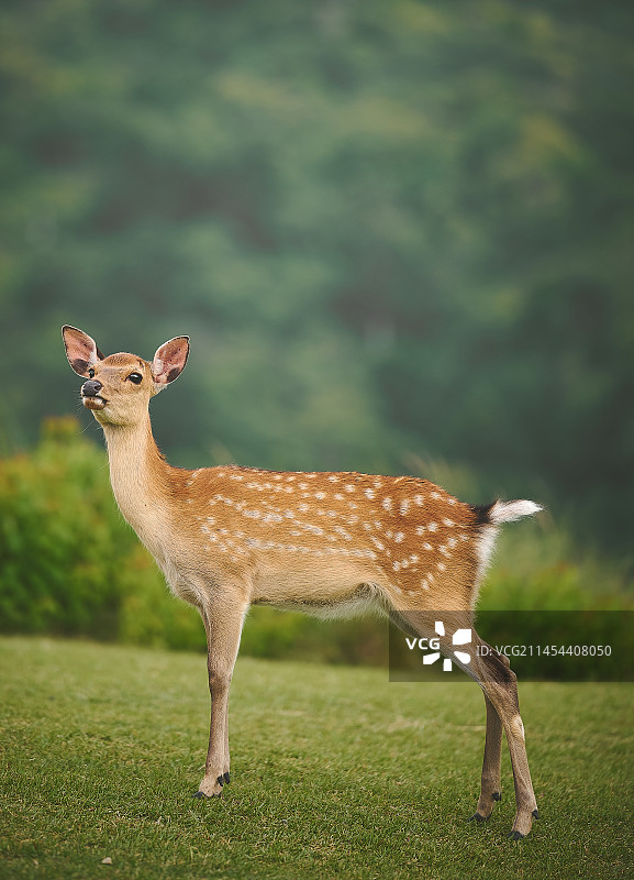 日本奈良若草山的小鹿图片素材