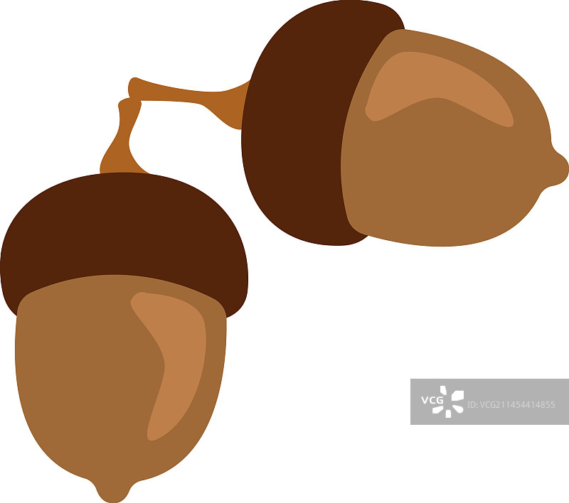 橡子橡树果实图片素材