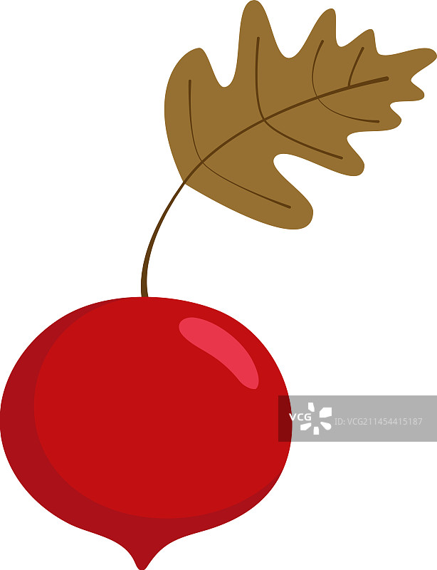 带叶甜菜蔬菜图片素材