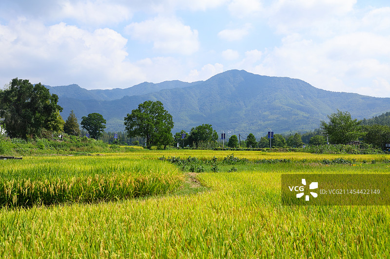 乡村稻田图片素材