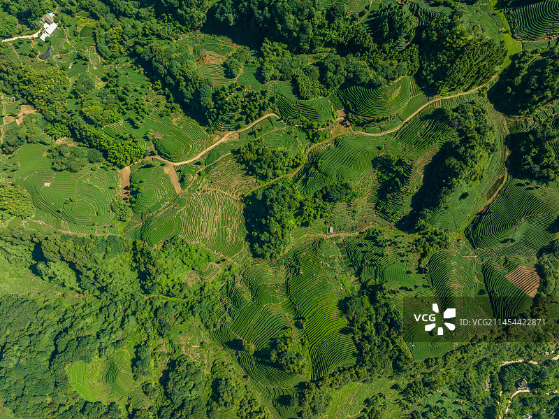 四川雅安茶山大地指纹图片素材