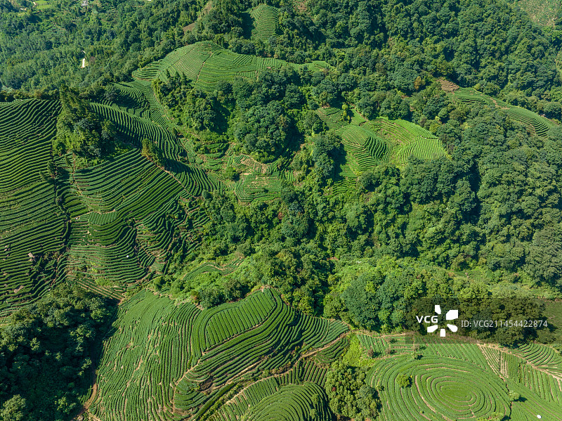 四川雅安茶山大地指纹图片素材