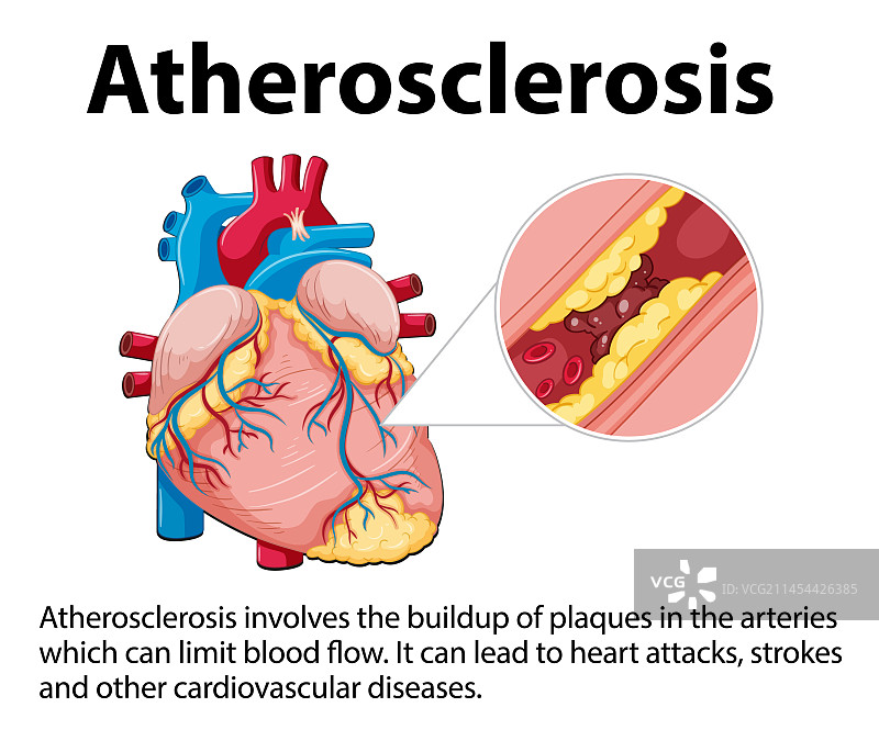 科学教育与人体解剖图片素材