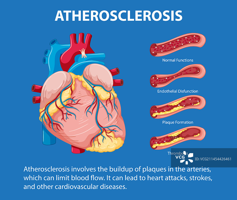 科学教育与人体解剖图片素材