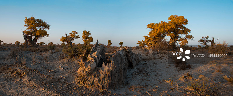 新疆维吾尔自治区巴音郭楞蒙古自治州若羌县胡杨林图片素材