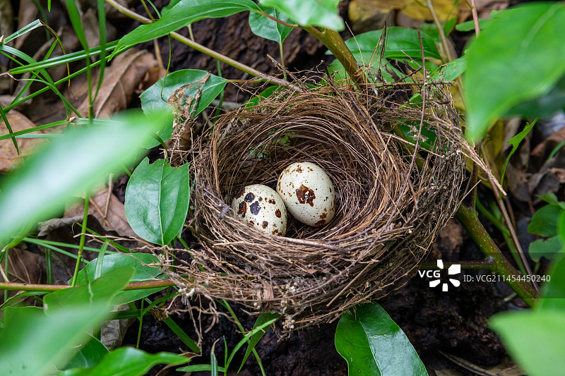 搭建在野外树枝上的小型鸟类巢穴图片素材