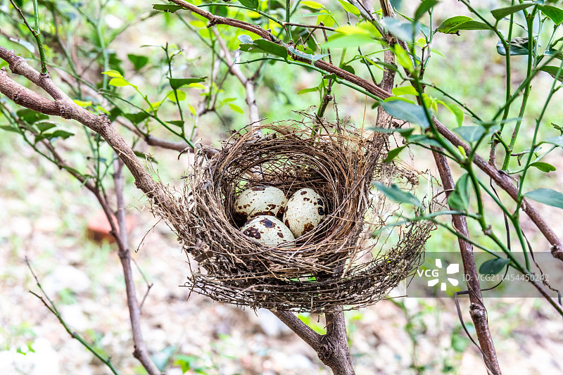 搭建在野外树枝上的小型鸟类巢穴图片素材