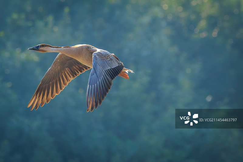 北京奥林匹克森林公园生态环境——飞翔的鸿雁图片素材