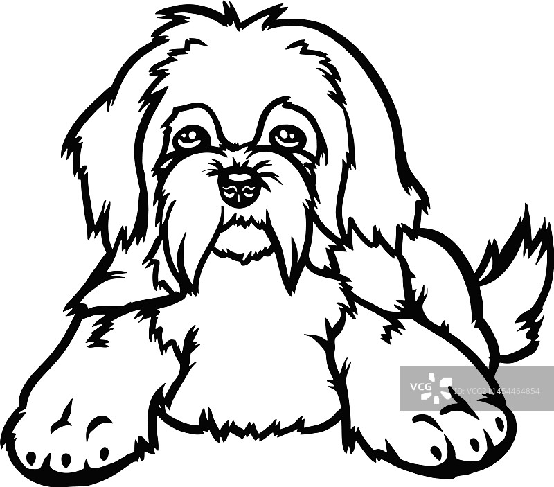 马尔济斯犬 изолированный图片素材