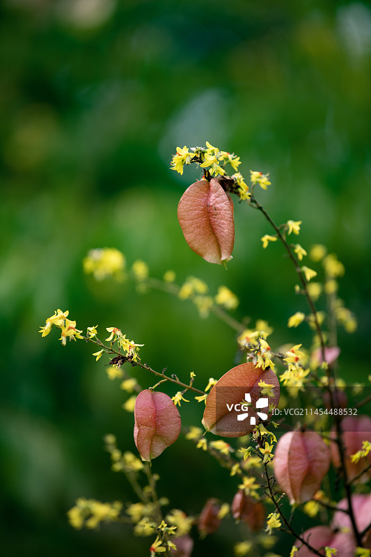 复羽叶栾树图片素材