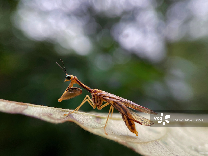 独臂螳蛉图片素材