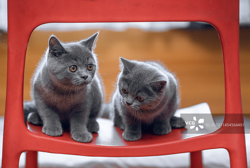 两个小老虎图片素材