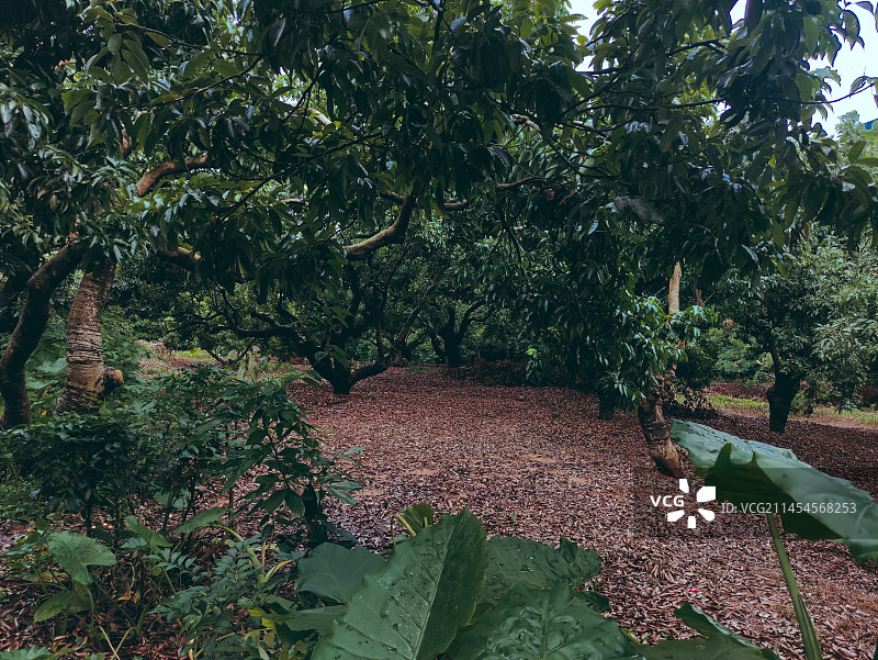 莲花山公园图片素材