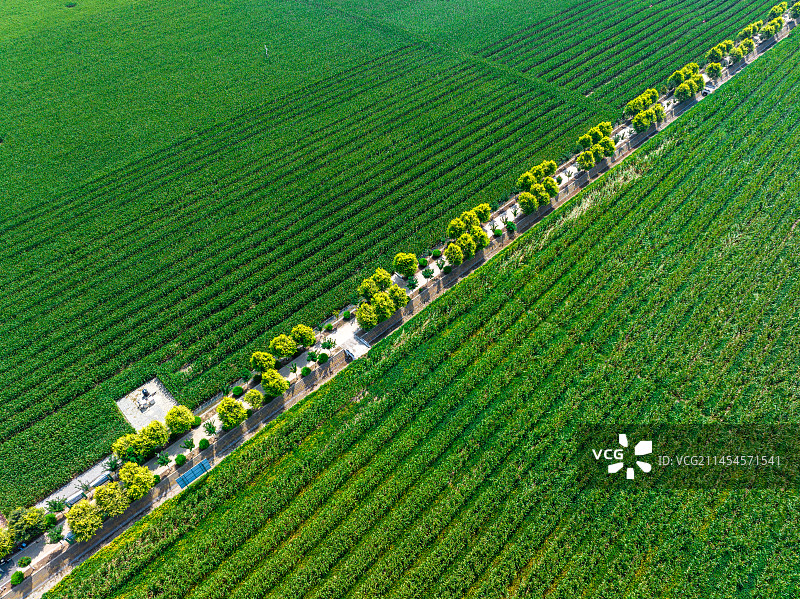 河南省商水县雷坡高标准农田玉米和大豆套种种植图片素材