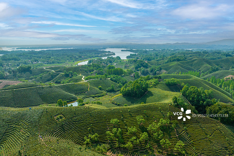 航拍信阳黄庙茶山茶园图片素材