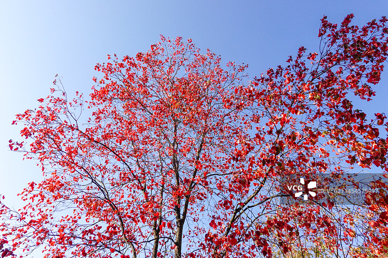 深秋火红的乌桕树图片素材