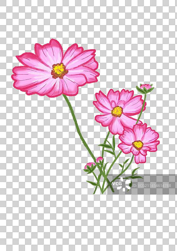 波斯菊格桑花鲜花花朵花束花丛植物图片素材