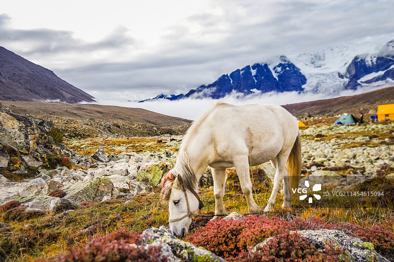 高原白色骏马图片素材