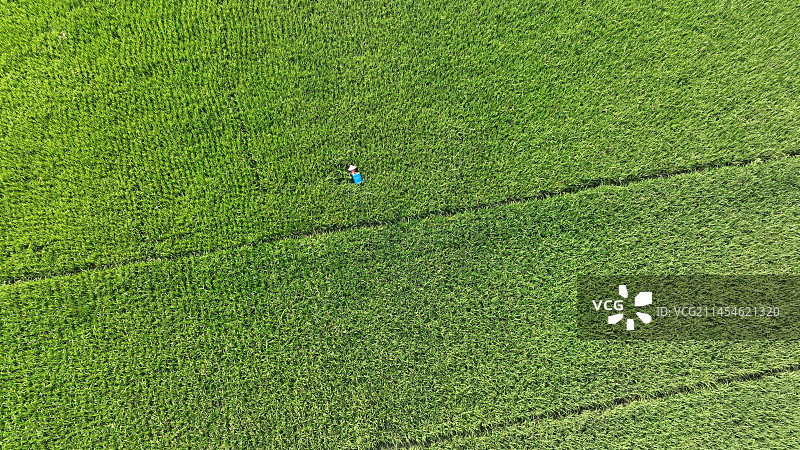 绿色的田园图片素材