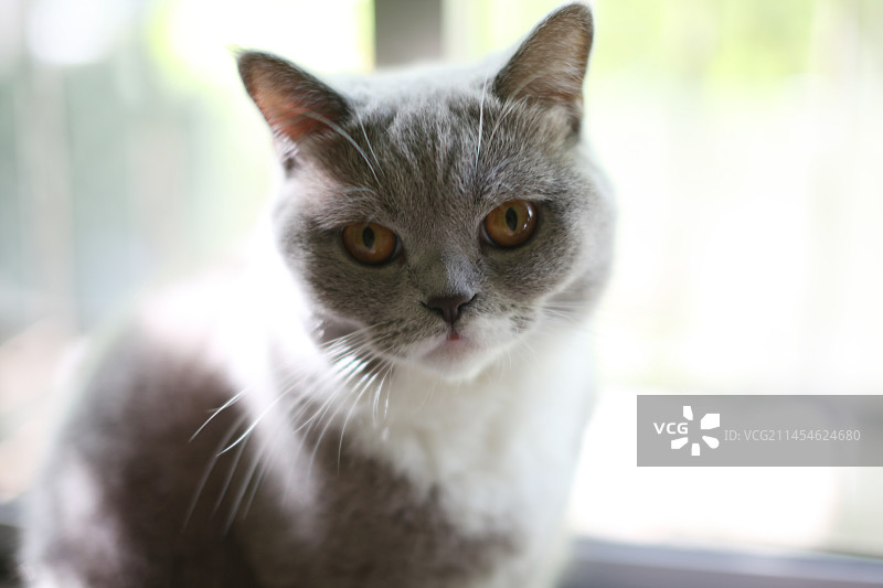 一只可爱的灰色的英国短毛猫图片素材